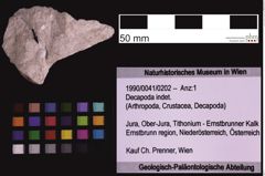 Foto (Objekt + Etiketten) von Decapoda indet. (NHMW-GEO-1990-0041-0202)